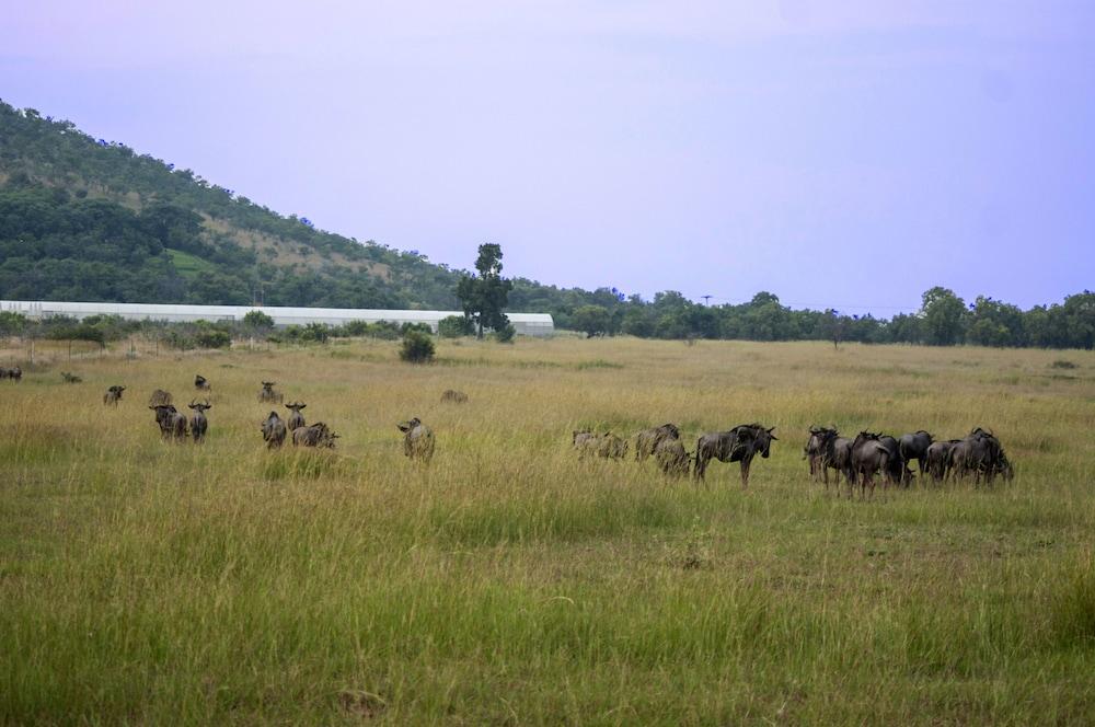 Kedar Heritage Lodge, Conference Centre & Spa Рустенбург Екстериор снимка